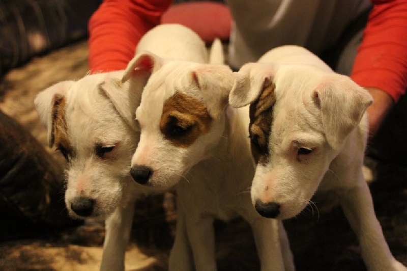 du Coeur d'Escaudes - Parson Russell Terrier - Portée née le 25/12/2013